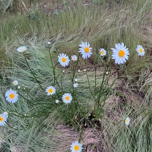 Meet your Posher, Lilo